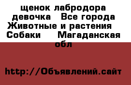 щенок лабродора девочка - Все города Животные и растения » Собаки   . Магаданская обл.
